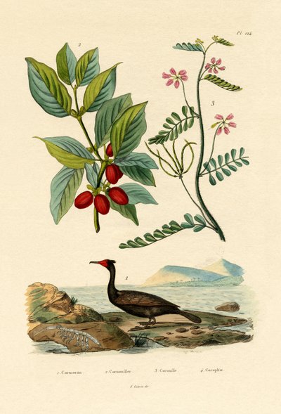 Cormorano da French School